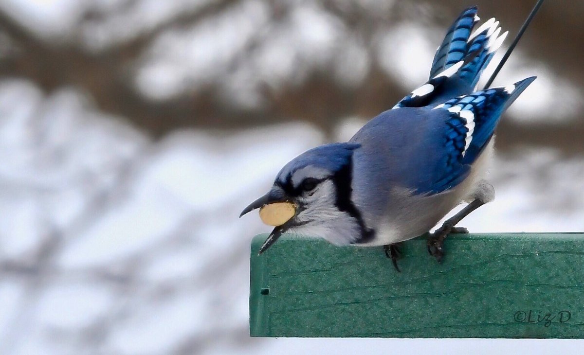 Close up of a Blue Jay perched on the edge of a platform feeder, crouched to take off, with an unshelled peanut in its beak.