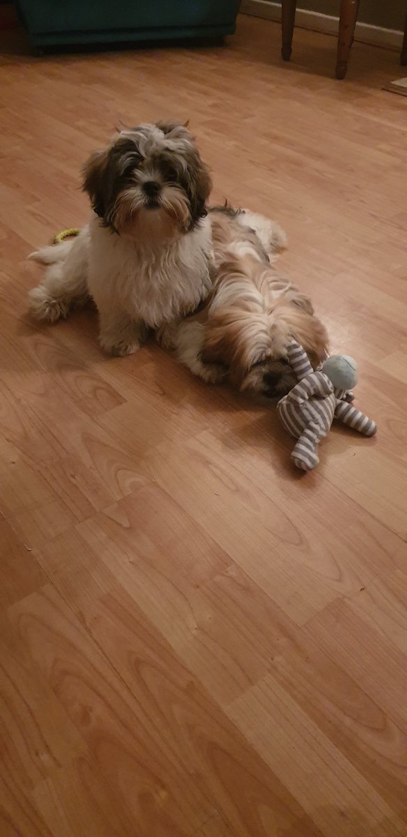 Wirral Dogs tweet media