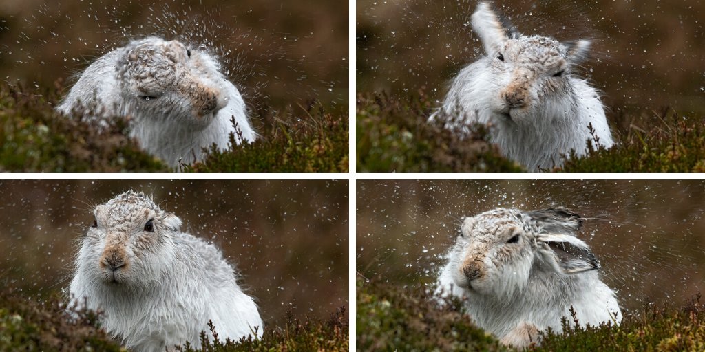4 images of a mountain hare shaking off the rain