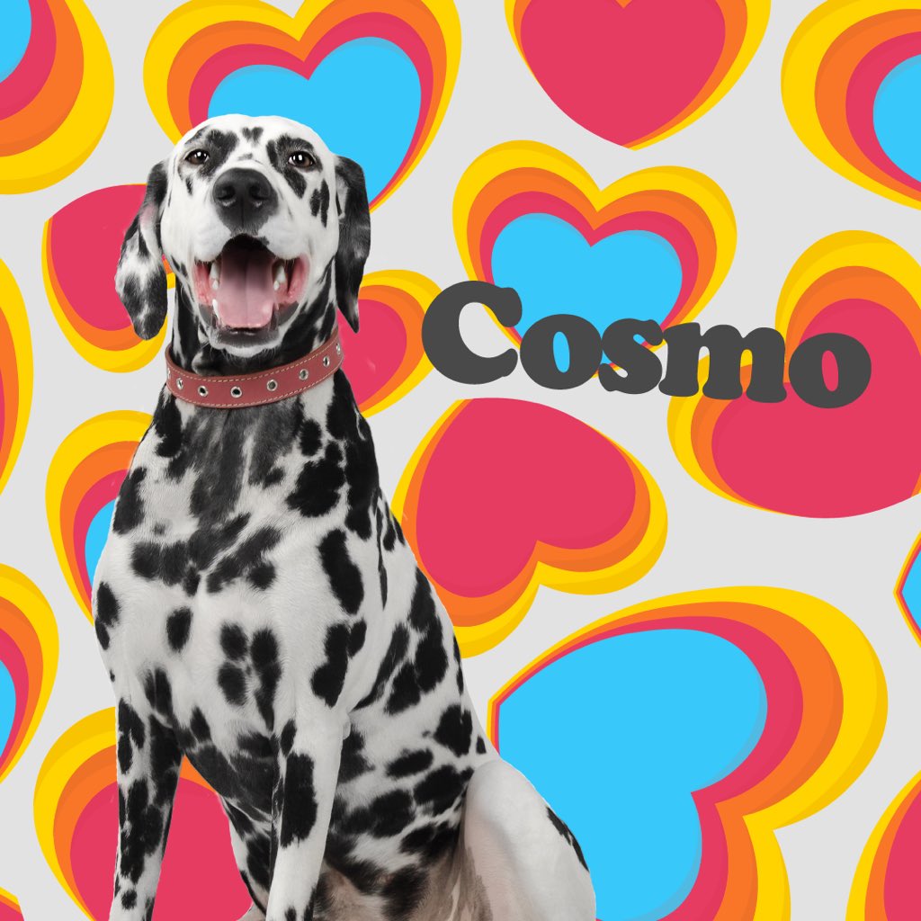 _differentdog's tweet image. “The countdown till Valentine’s Day has began here at Different Dog! Cosmo is searching for his one true love...has your head been turned?” ⠀
⠀
#valentinesday #loveisland #differentdog #valentines #dogsofinstagram #valentinesdog