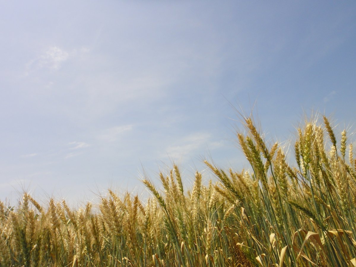CIMMYT's tweet photo. Studies show only about 1/3 of the applied #nitrogen fertilizer is actually used by crops — and the rest is released, causing harm to the environment. New study identifies optimum nitrogen #fertilizer rates: https://t.co/4YiFWP50wl

@icarindia @CGIARclimate @ICRAF https://t.co/JXXtBevrIt