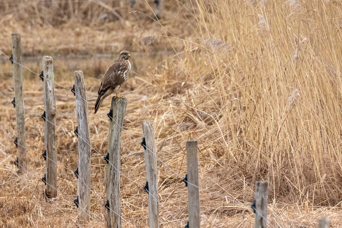 Mäusebussard auf Wildzaun