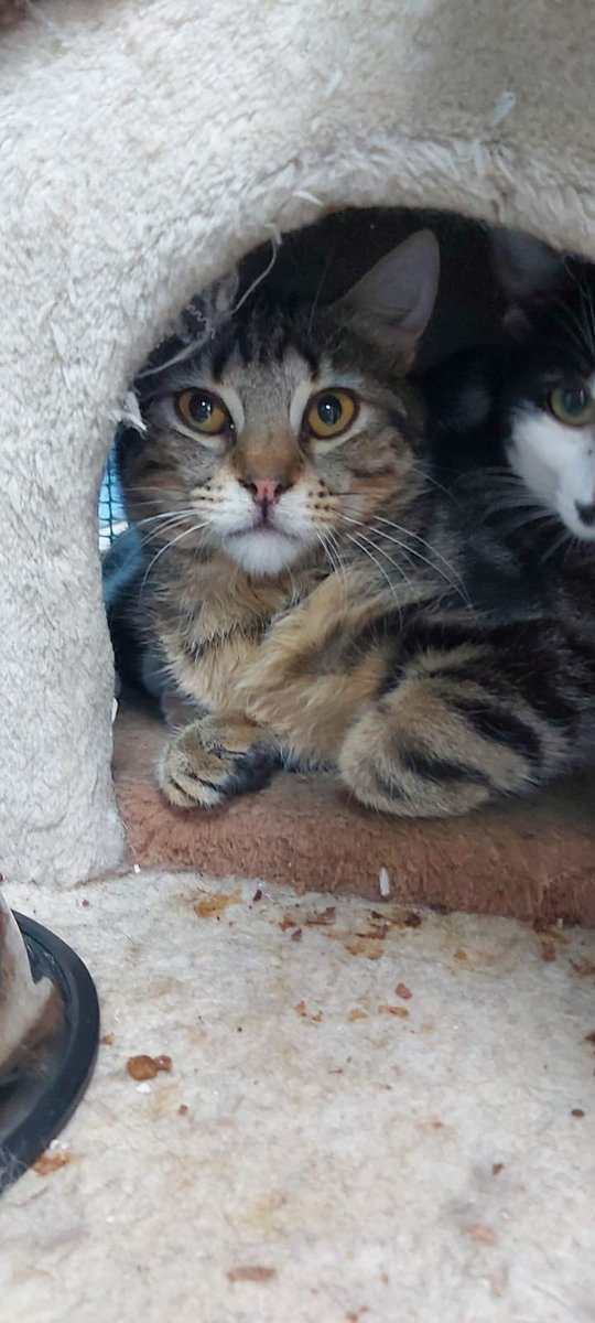 Hola!! Soy Harry!! Parezco serio pero es que me gusta posar!!! Sobre todo lo que más me gusta es jugar. Busco casita y familia. Quieres ser ser tu? #adopta #acoge