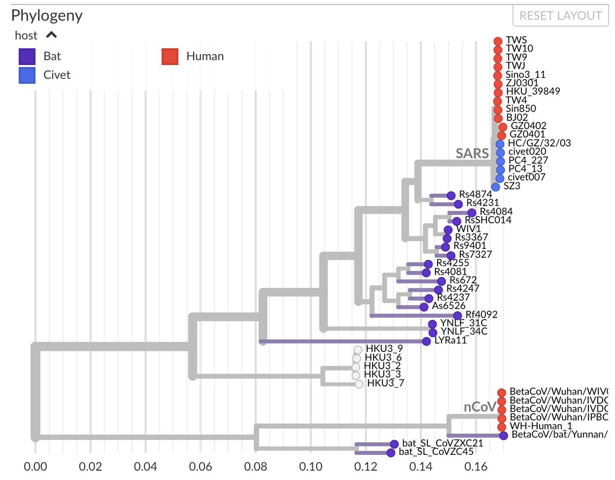  #nCoV2019 is a member of the SARS-like virus family. These circulate naturally in bats and undergo all sorts of evolution during this natural circulation. Two of these viruses (SARS in 2002-03 and nCoV in 2019-20) have spilled over into the human population causing outbreaks. 3/9