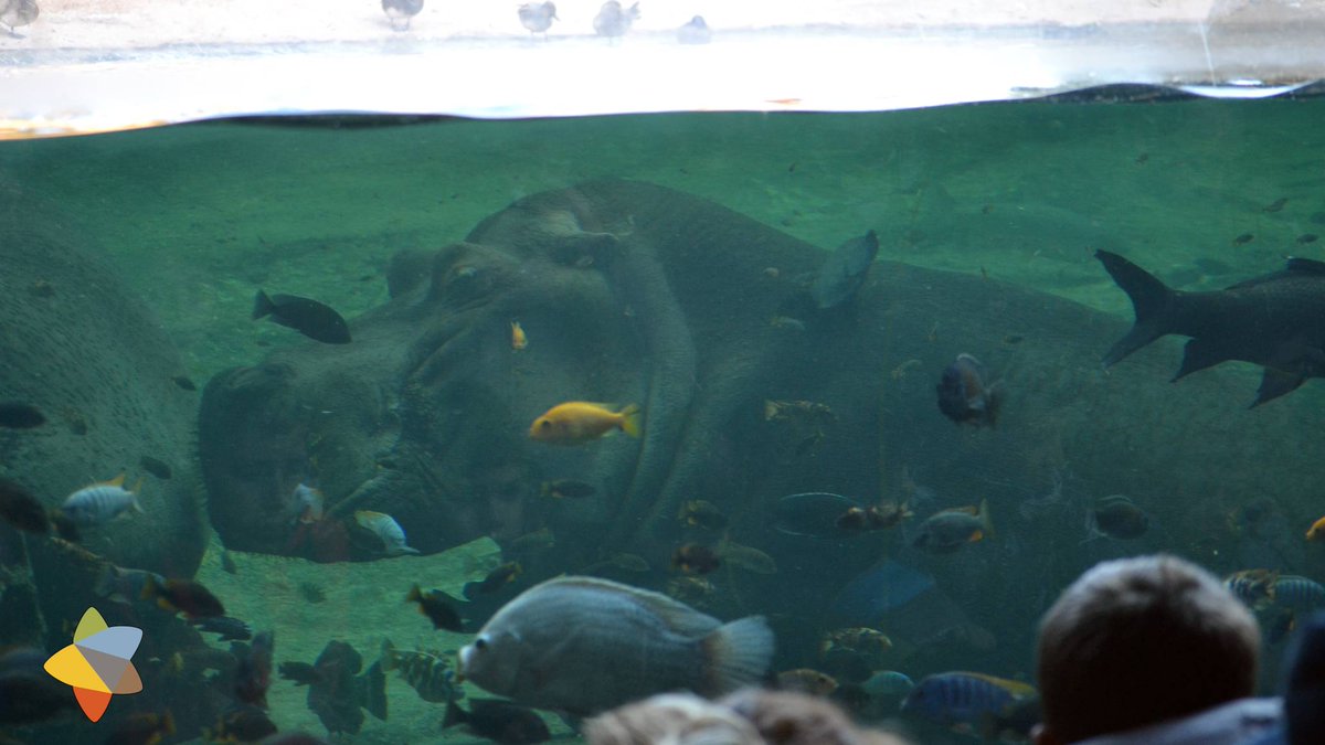VacasNume_blog's tweet photo. En la cueva de #Kitum en #Bioparc podemos toparnos cara a cara con un hipopótamo que está tomando un baño tan ricamente. Más info en el blog, link en la bio
#Valencia #ComunidadValenciana #familiasnumerosas #viajarconniños #escapadas #vacaciones #viajes #travelblog #tips https://t.co/9DAr3M24QU