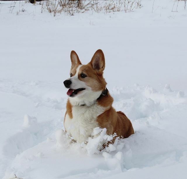 wafflescorgi's tweet photo. That time that I was the snow version of the Little Mermaid.
📸: @maggssiah https://t.co/3nMbI4gldv https://t.co/ep76dXzGnQ