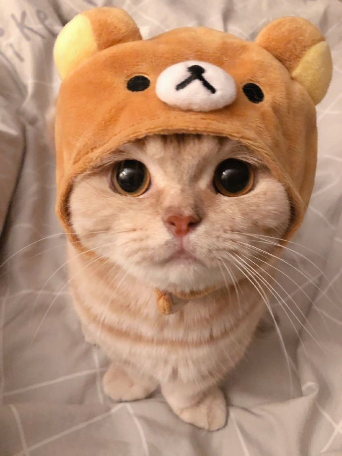 gatitos_qctd's tweet photo. https://t.co/UuIyIJJgVW