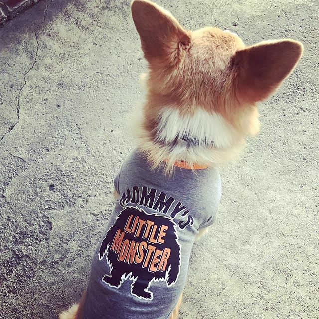 Mochicorgi15's tweet photo. Momma’s lil monster https://t.co/6zFj5lzO9v https://t.co/hOc9sZYY3S