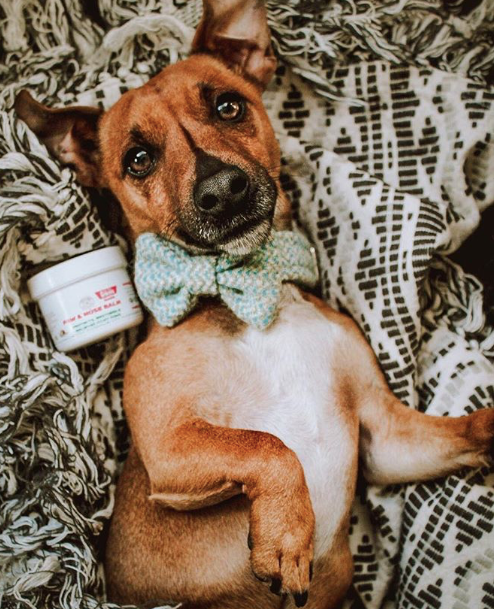 CooperAndGracie's tweet photo. This tiny terrier is a PRO on going on adventures! 😎

After a long day of adventure, Winston loves his little paws to be rubbed with our Paw &amp; Nose Balm. His paws do a lot of exploring, and so they need that extra pampering. ❤️

Get yours today! 👇

Link: https://t.co/E4t5K1p3OA https://t.co/PfCxoSY23u