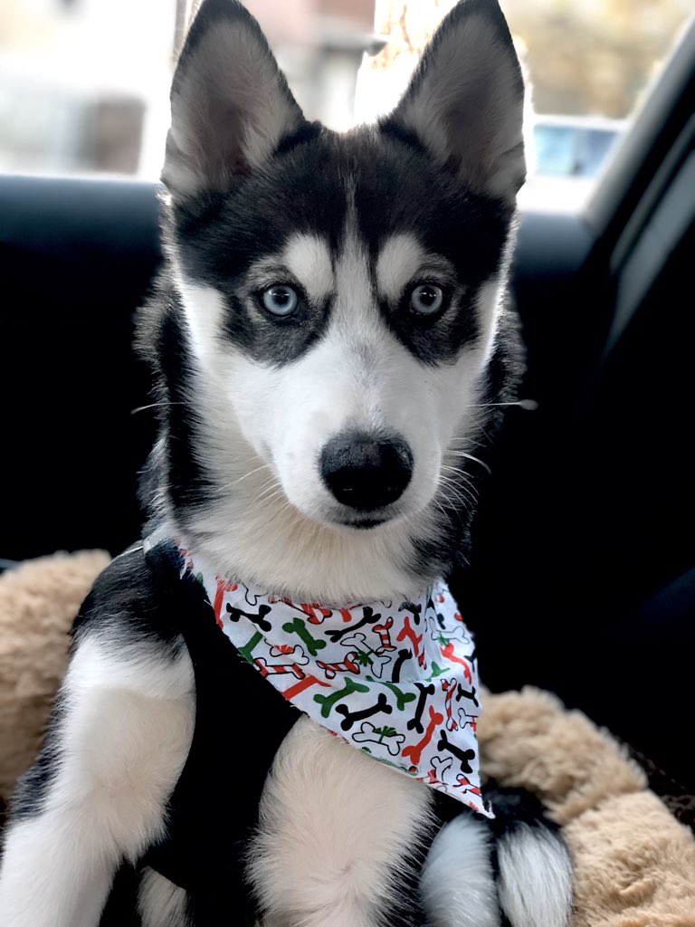 ricki9763's tweet photo. She makes my heart melt 🥰 https://t.co/H6o31mIXHL