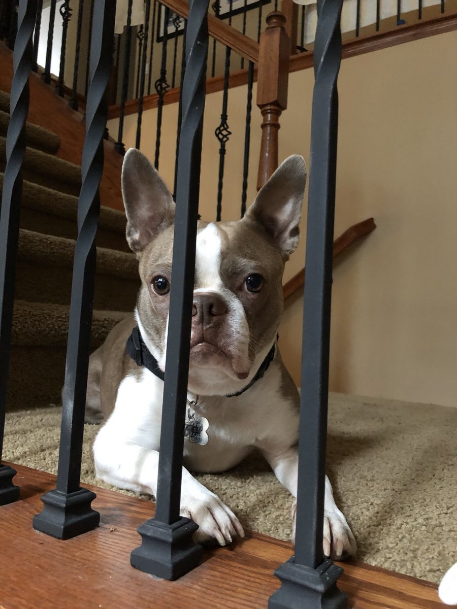 mavid221's tweet photo. @bterrierdogs Bruce Wayne 4 yo 😍 https://t.co/qUCDbsOOOG