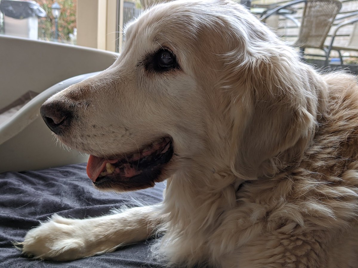 syntaxeks's tweet image. Some camera samples from the OnePlus 7T