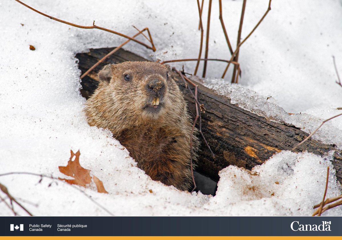Groundhog exiting its den 