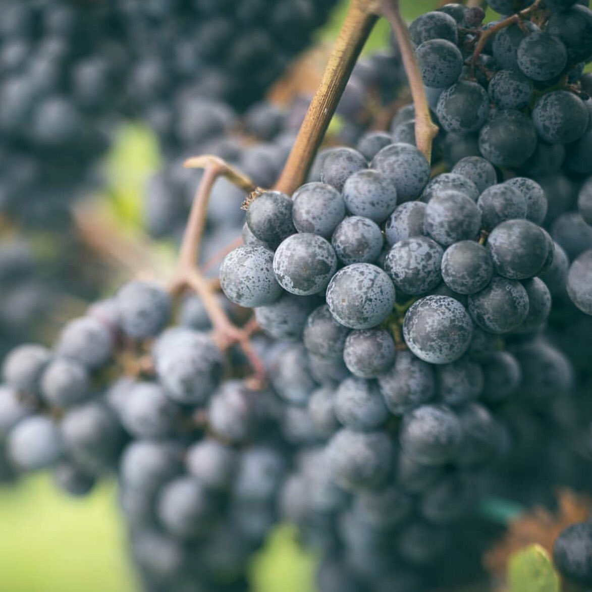 catchvybz's tweet photo. Welcome Greenvale Vineyards!

This 6th generation farm produces exquisite wines, hosts weddings &amp; shares their beautiful space for tours and tastings! Check them out on the app!🍷
@greenvalevineyards #wine #vineyard #aquidneckisland #wedding #event #grapevine #checkitout #newapp https://t.co/XO0K2Vq68m