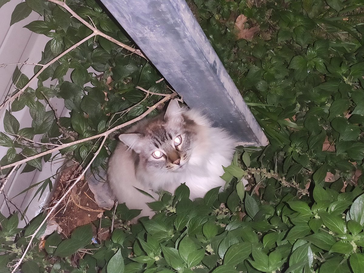JudithdeDiego's tweet photo. Gato encontrado en el descampado #JoandeSada (calles Joan de Sada y  Violant d'Hongria), limpito, bien cuidado, parece casero. Está muy asustado y no se deja tocar. #Sants #Badal #Barcelona https://t.co/7uWwhljY8W