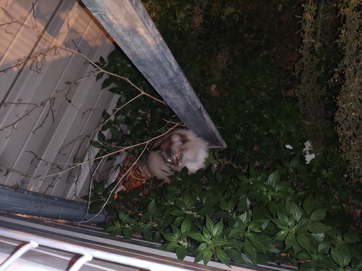 JudithdeDiego's tweet photo. Gato encontrado en el descampado #JoandeSada (calles Joan de Sada y  Violant d'Hongria), limpito, bien cuidado, parece casero. Está muy asustado y no se deja tocar. #Sants #Badal #Barcelona https://t.co/7uWwhljY8W