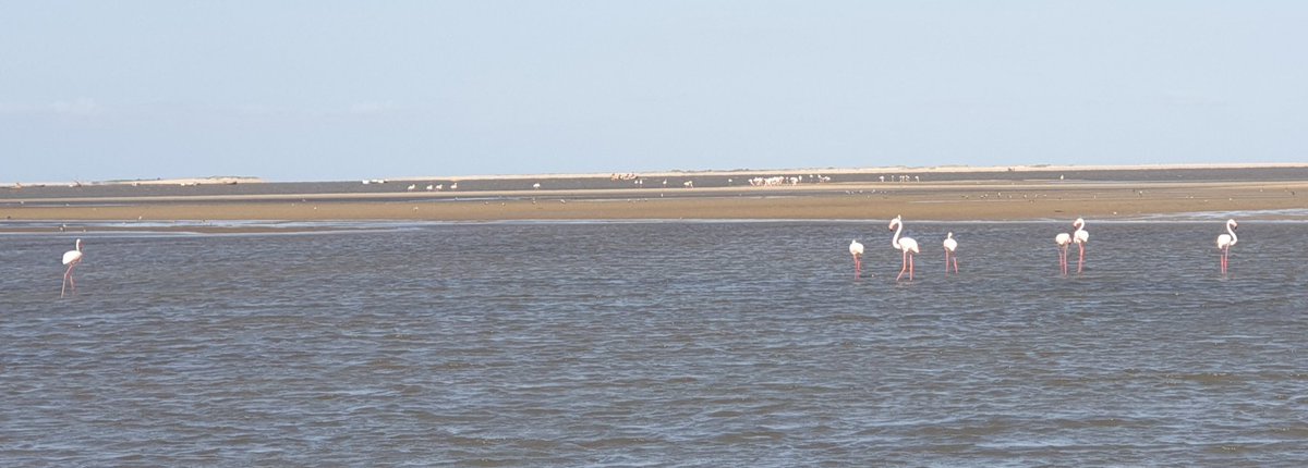 Low tide transforms the sandy beaches of #Maputo into #paradise for all kind of water birds. #flamingos are all over, just the #dhows of the fishermen get stuck... but locals (mainly #women) are digging for nutritious shellfish for lunch #nutritiongap #birdwatching