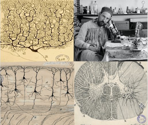 Santiago Ramon y Cajal was an artist (but his dad wanted him to be a dr LOL anyone relate?) He would often look at neural tissue through a microscope and make beautiful, intricate drawings.Based on his drawings of neurons, he thought they were discrete units; individual cells