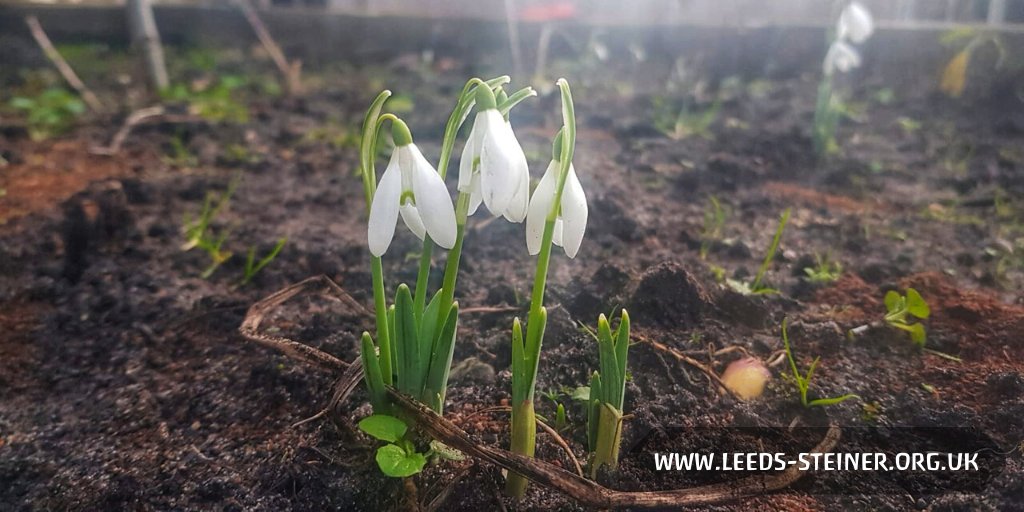 Despite the cold weather, our Kindergarten children are spotting signs of Spring as they work in the garden this week, writes teacher Maisy.
leeds-steiner.org.uk/blog-rustling-… #blog #Leeds #SteinerSchool #AltEd #Spring #ColdMorning