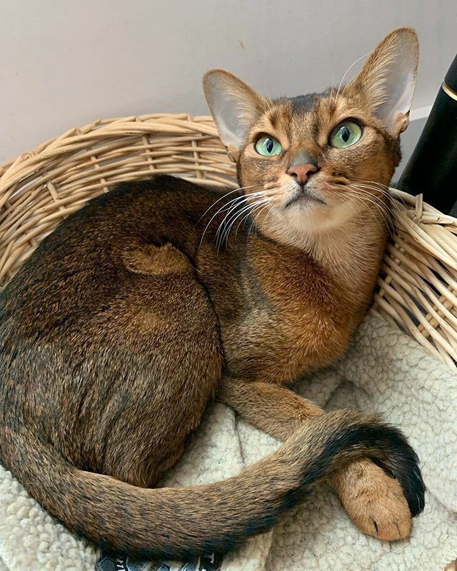 vt4cats's tweet photo. Our contented Aby #happycaturday #gingerbreadcat #abyssiniancat #abycatlove https://t.co/1vboueSvBK https://t.co/X79mcVhh0p