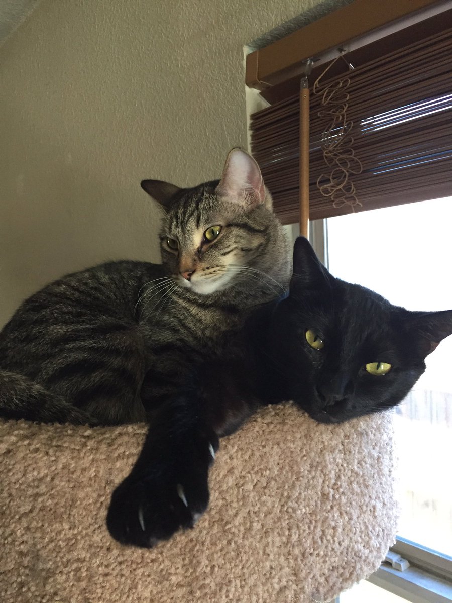 LegionsofLead's tweet photo. B&amp;B are ready for #Caturday #CatsOnTwitter https://t.co/2SrLVhqkVD