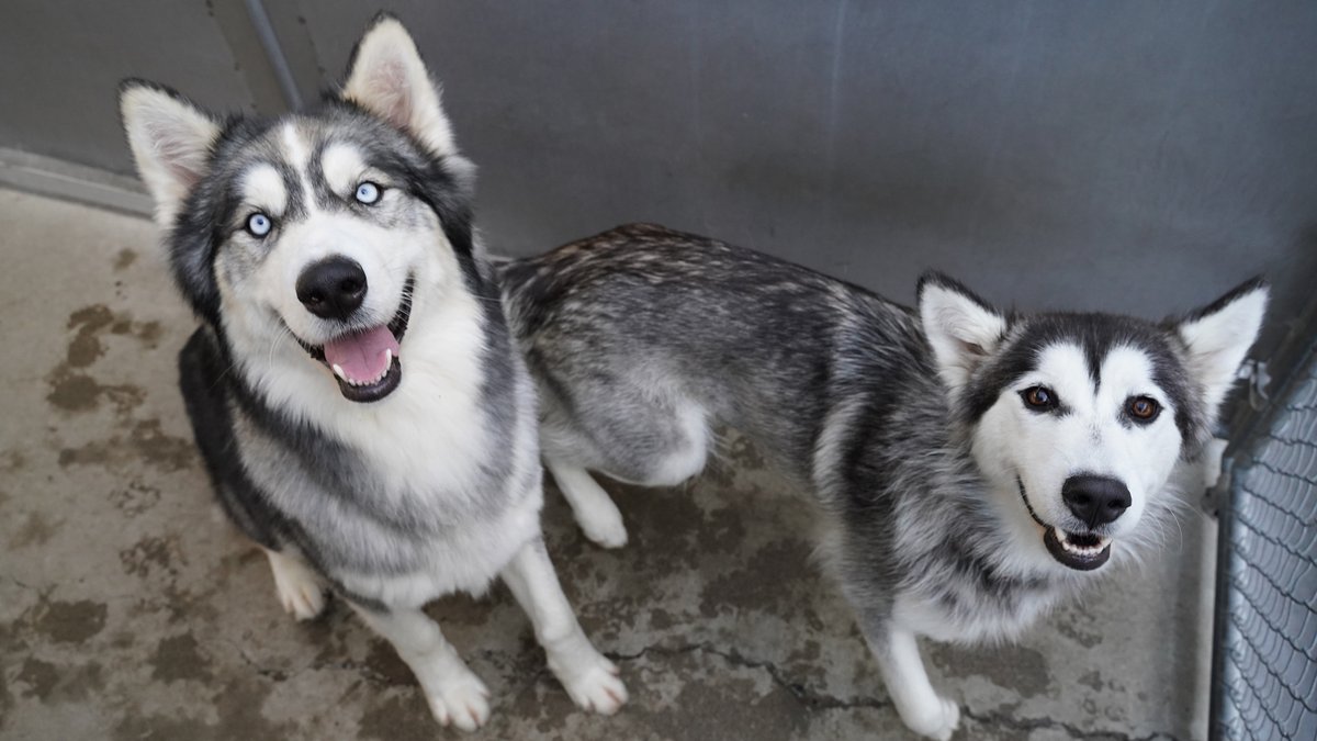 Fang and Hope are beautiful inside and out, and are incredibly bonded. We don't want to separate them, so we're looking for an adopter that will add both of them to their pack. Meet them at the Front Street Shelter!