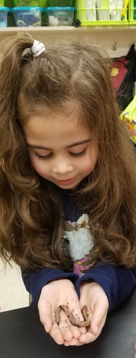 BuzzybeeKaren's tweet photo. Investigating living and not living with kindergarten using our 5-finger inquiry questions. We are so proud thr bravery shown as some students overcame their fears to hold a worm. @ClarkCreekSTEM #Investigations #observations #living_notliving #wormsarecool https://t.co/VyqNTWlDOq