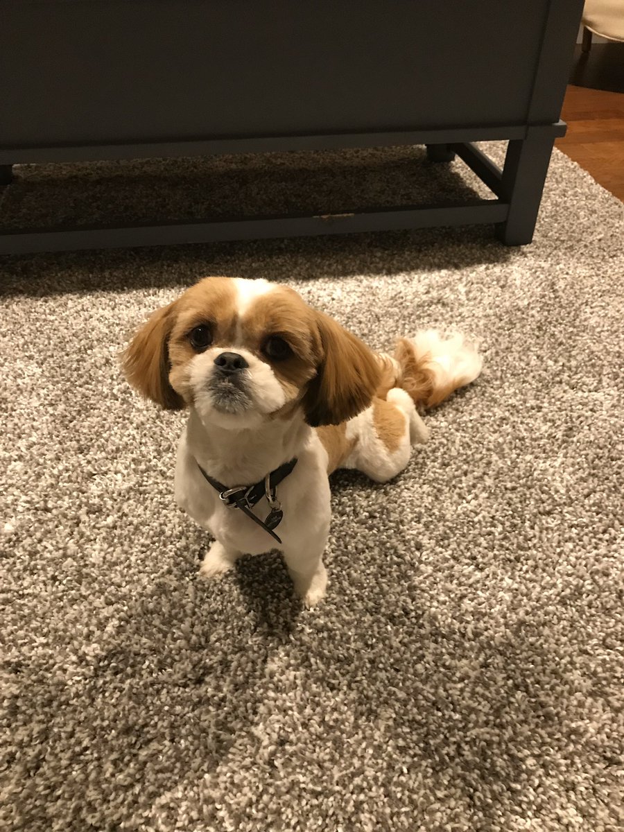 helloseeattle's tweet image. My dog looks like he wants to speak to the manager.
