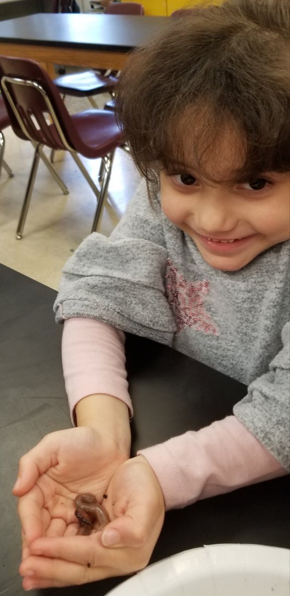 BuzzybeeKaren's tweet photo. Investigating living and not living with kindergarten using our 5-finger inquiry questions. We are so proud thr bravery shown as some students overcame their fears to hold a worm. @ClarkCreekSTEM #Investigations #observations #living_notliving #wormsarecool https://t.co/VyqNTWlDOq