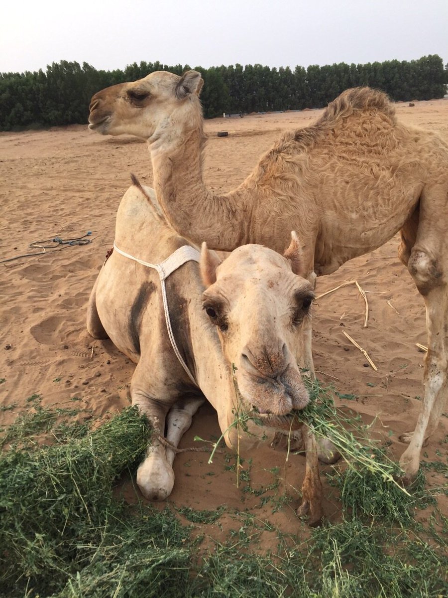 aaff1361424's tweet photo. الأجداد قديما في #جازان
خاطبوا حيواناتهم الخاصةبلهجات
توارثها الأبناء
ومنها الإبل مثل :
-هل :
مصطلح لهجي سمع عن الأجداد
ويطلق على الناقةأو الجمل
لحثهما على السير
-هيهب :
قد سمع عن الأجداد ويقال للناقة أوالجمل لحثهما على الوقوف

-يخ :
ويقال للناقة أوالجمل لحثهما للجلوس على الأرض https://t.co/Ude02DwDZB