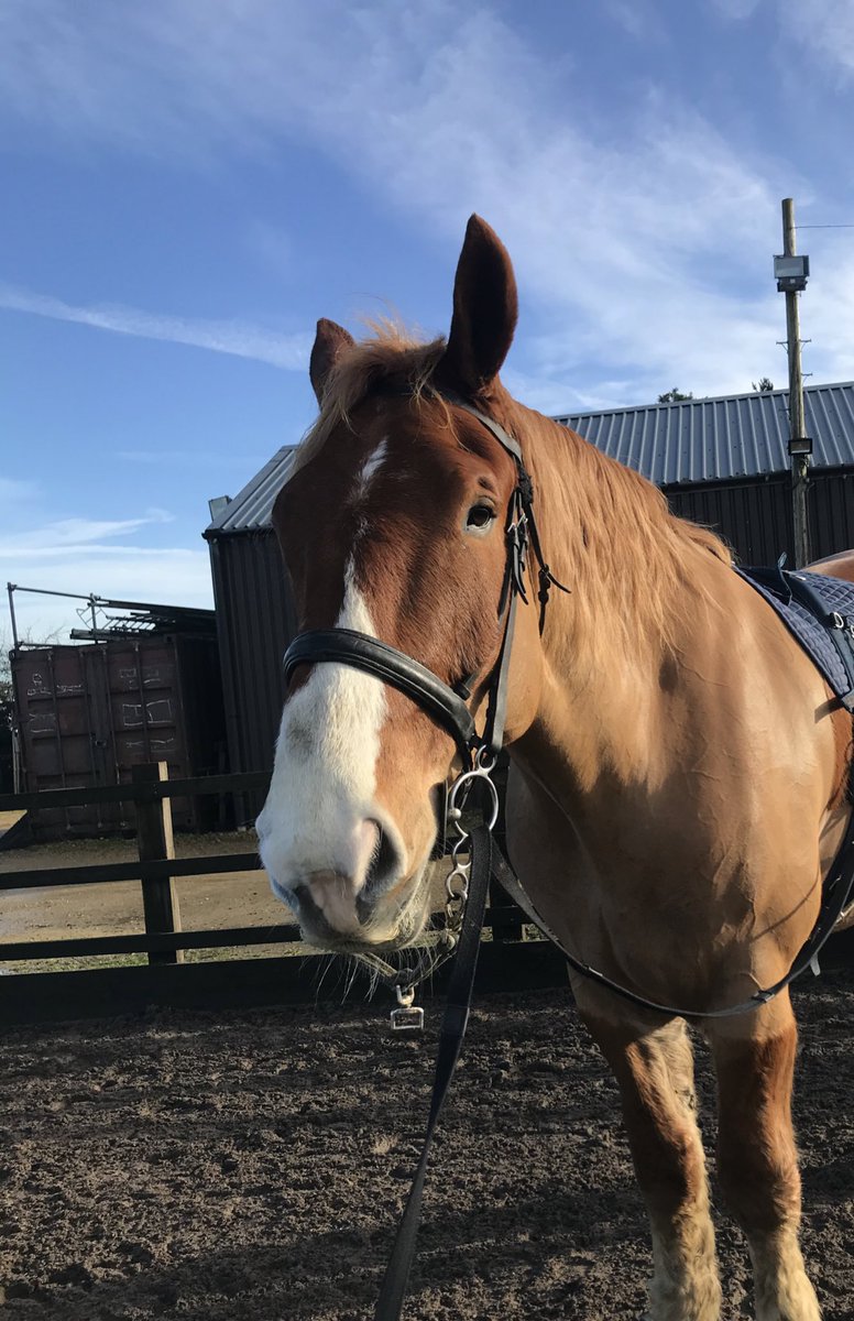 Archie in his lunge tack