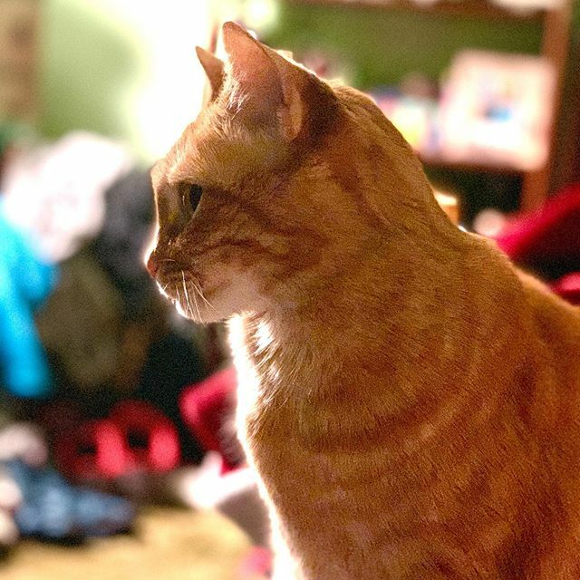 MouseMagicJJ's tweet image. Our sweet kitty. I love her. #kitty #catsofinstagram #inatagramcats #cat #ilovemycat #sweetkitty ift.tt/2vIoSG7