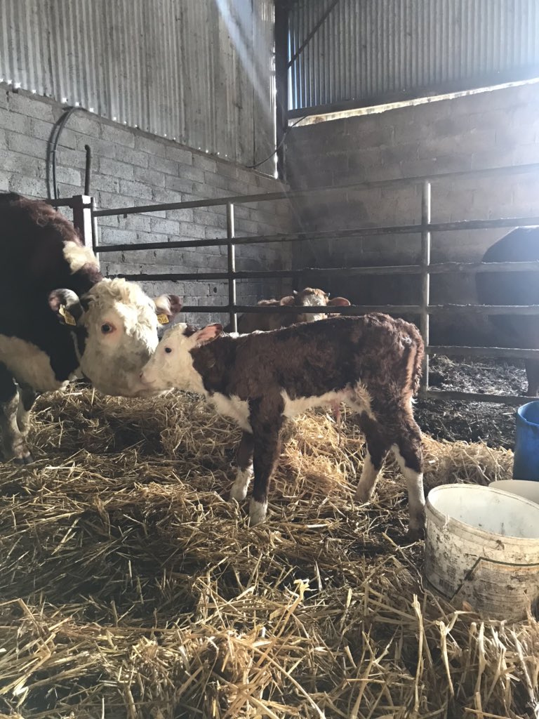 PadraicMckenna's tweet photo. First hereford calf of 2020. A heifer calf by new stock bull Pulham Ringleader. https://t.co/YtHvQFtfMC