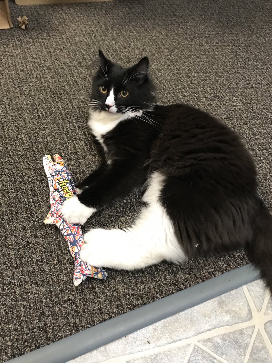 Albert enjoying his catnip trip on this fine #Caturday