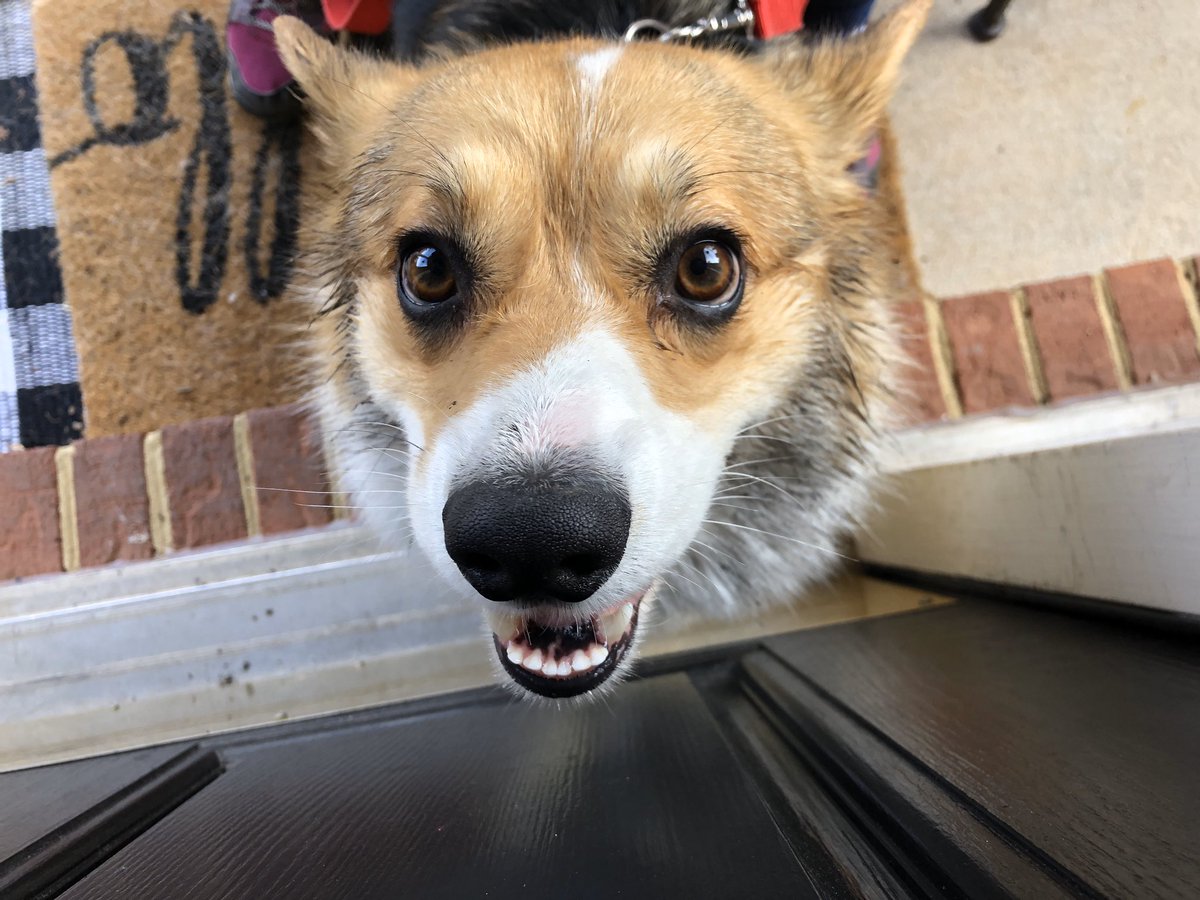 Bobby_the_Corgi's tweet image. Home from the dog park. Has no idea he’s getting a bath. Then he hides AFTER the bath.