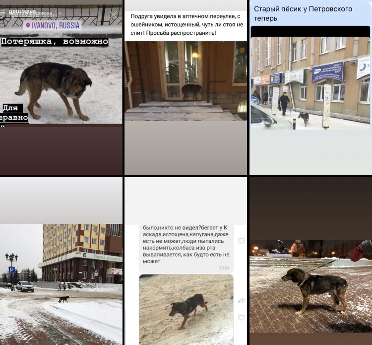 Найден и доставлен в приют пёс, бродивший неделю по центру #Иваново , нужна помощь на лечение
