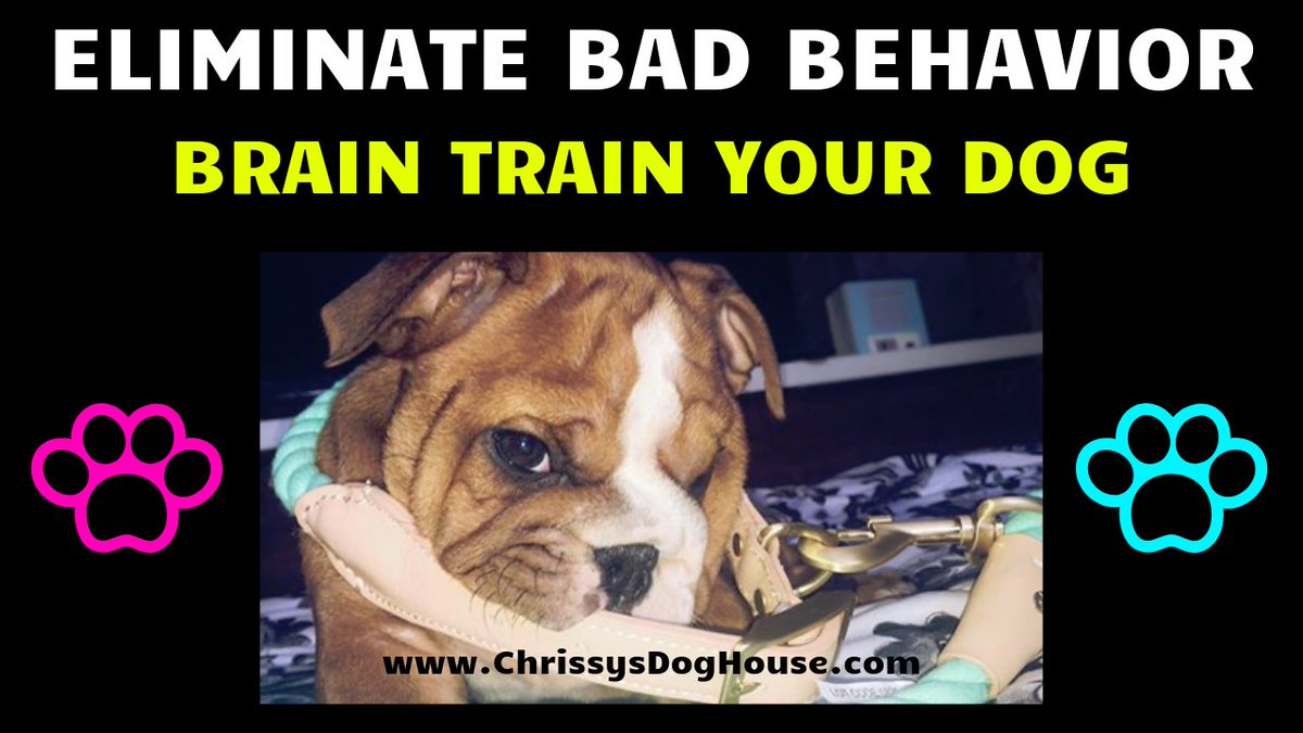 Develop your Dog's "Hidden Intelligence" To eliminate bad behavior: bit.ly/31ihfC8

#dogsoftwitter #DogsBehavingVeryBadly #dogs #obedience #training #dogtraining #puppy #newpuppy #Training