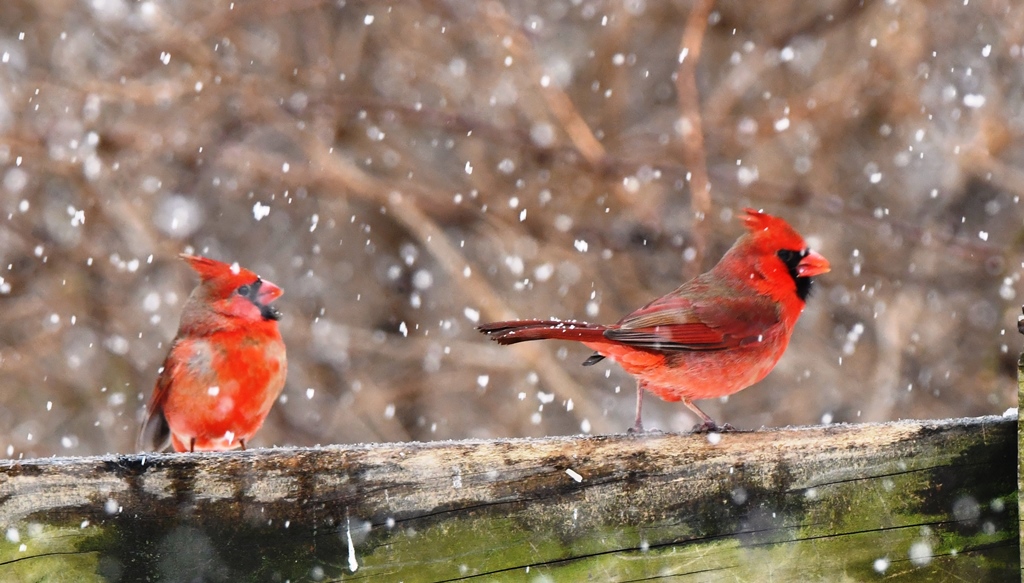 two bright red male cardinals perched while snow falls around them at Walnut Woods State Park