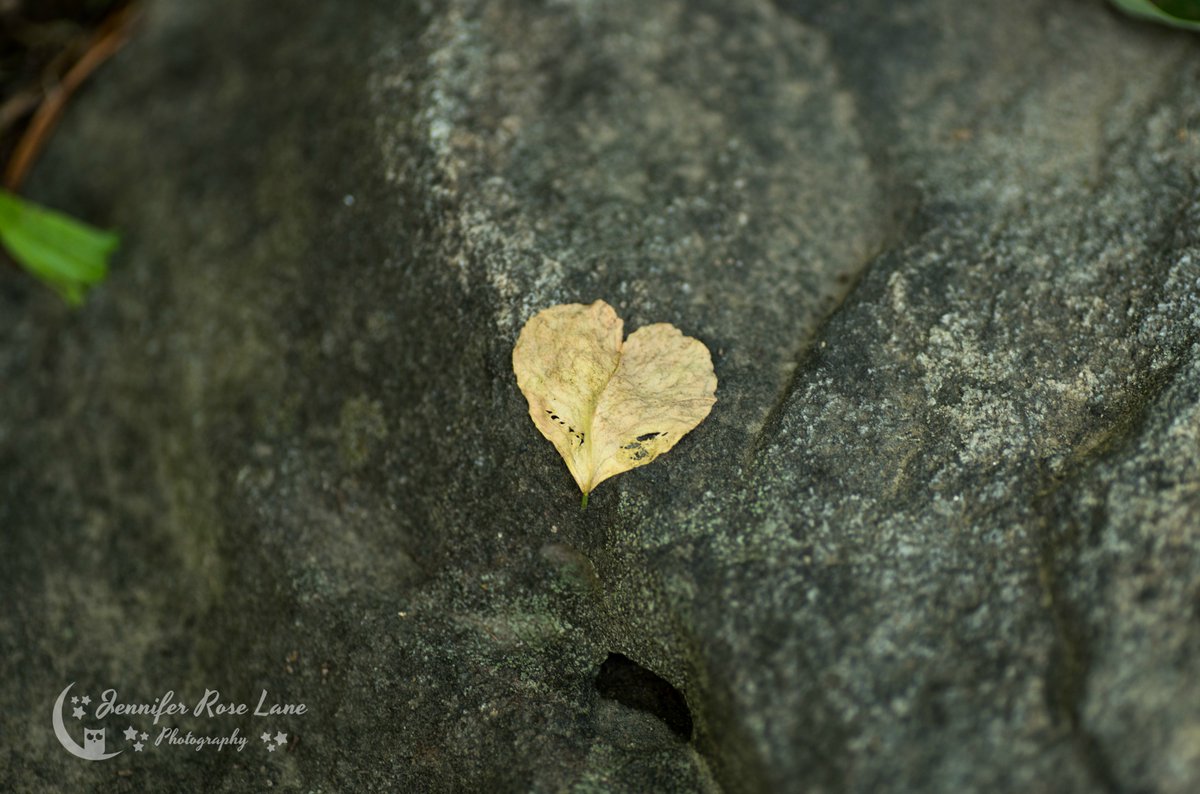 Jens_Starry_Sky's tweet photo. Hello #February! ๐ Y'all have a lovely Saturday ๐ #HappyFebruary2020 #FirstDayOfFebruary #hearts #NaturalHearts #HeartsFoundInNature #HeartsInNature #Nature #NaturePics #HeartPetal #pics #HeartPics #photography #love #NewMonth #HappyFebruary #WV https://t.co/sJvqhpa15i
