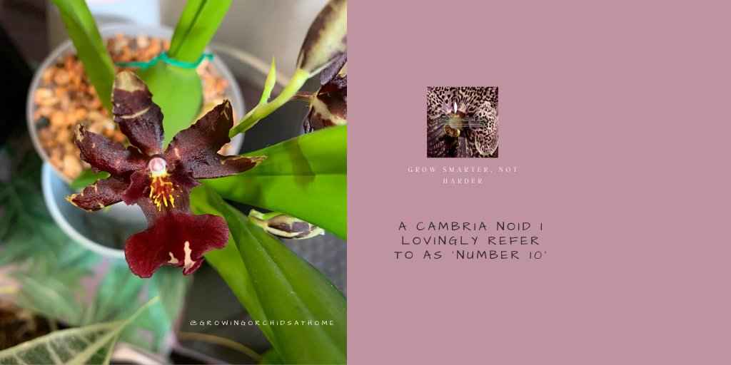 My first oncidium alliance rescue put up with A LOT from me. She finally bloomed with fragrant, berry red flowers.  #cambriaorchid #orchidcommunitychatter #growingorchidsathome #GOAHG #semihydro #inertmedia #orchids #homegrownorchids #homegrowing #orchidsoftwitter