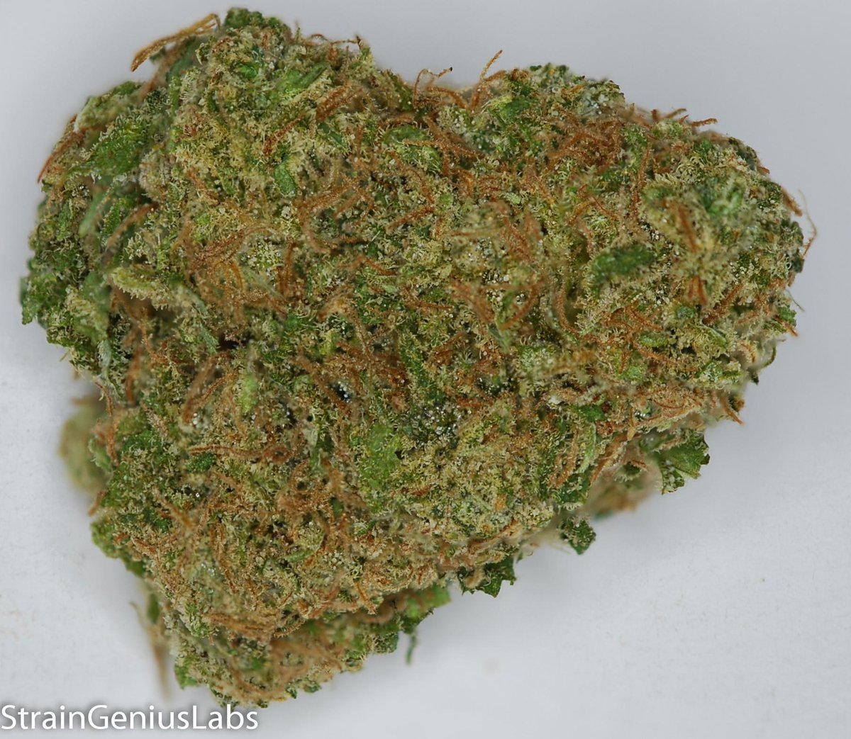StrainGeniusLab's tweet image. Check out the PLATINUM JACK we tested for NACCC THC: 19.65% CBD: 0.03% CBN: 0.10%  #MMJ