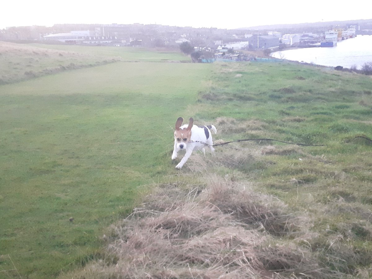 Dog Days Dog Walking Services. Est. 2008. tweet media