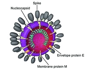 Что такое коронавирус, профилактика заражения - medblog.by/zabolevaniya/c…