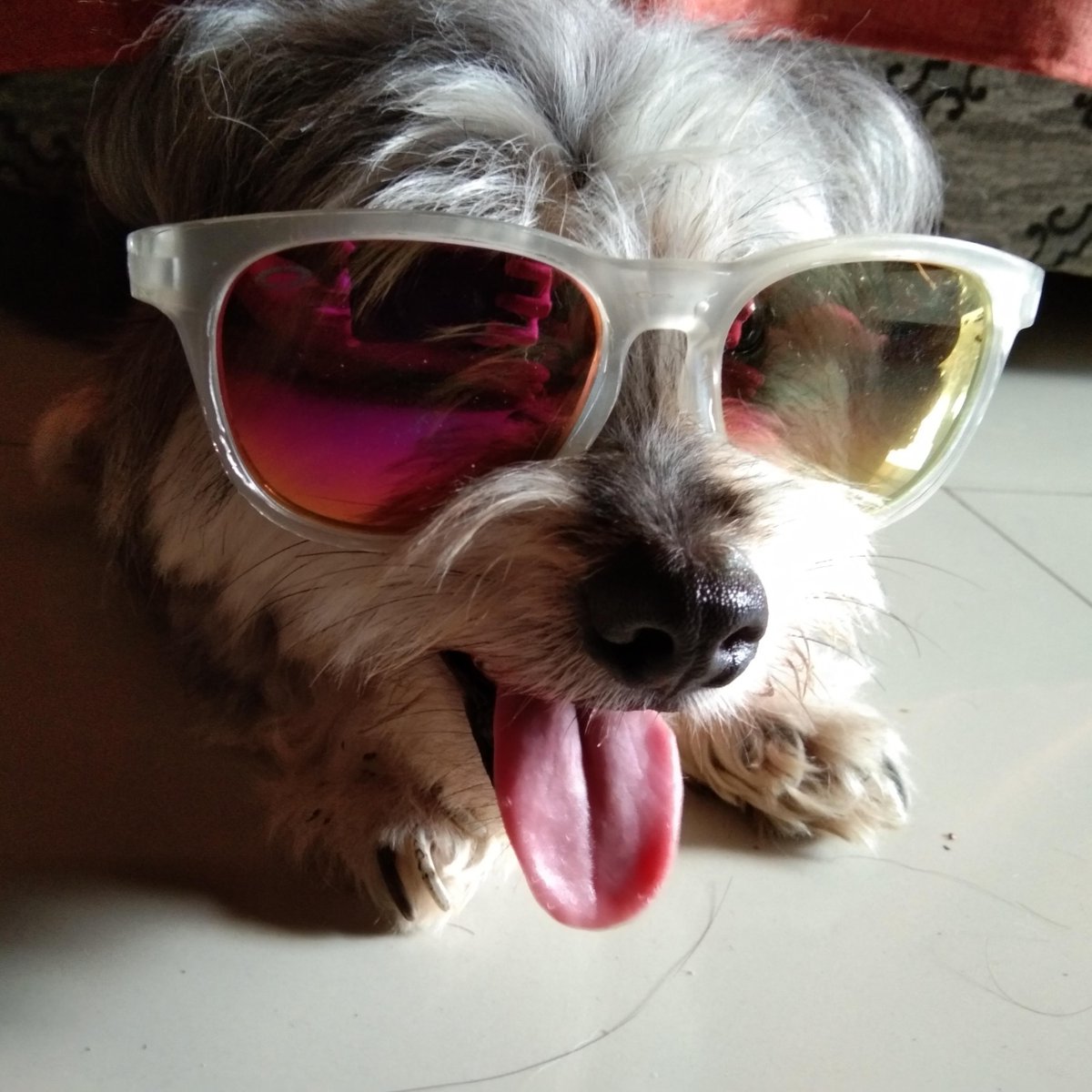 pawplee's tweet photo. Hey cutie! U like my new shades? 😎🐶🐾⁠🐕
.⁠
.
.
#pawplee #instapawp #dog #dogs #puppy #pup #ilovemydog #adorable #doglover #instadog #shihtzu #shihtzulove #shihtzupuppies #shihtzulife #shihtzuworld #shihtzuclub #shihtzulovers #shihtzupuppy #shihtzumix 📷 u/blanketskie77 https://t.co/4yIUHb5FOT