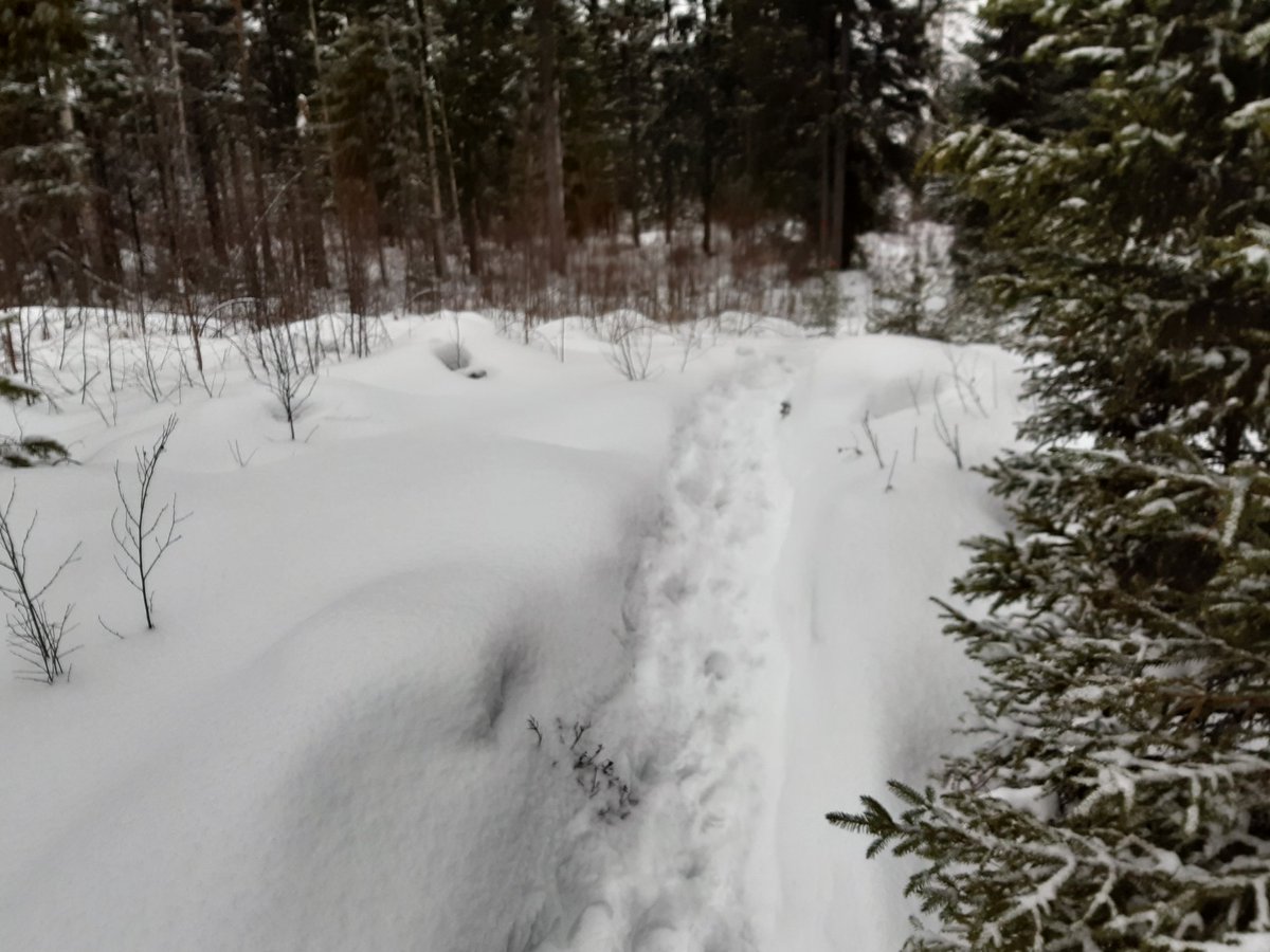 pyssymaki's tweet photo. @pyssymaki kisareitillä oli tänään lumista, mutta se ei haitannut kymmenpäistä joukkoa, joista yli puolet juoksivat/kävelivät +20km. 
#NivalanPolku kohti #SuperPEP2020 https://t.co/gju9bYGJDg