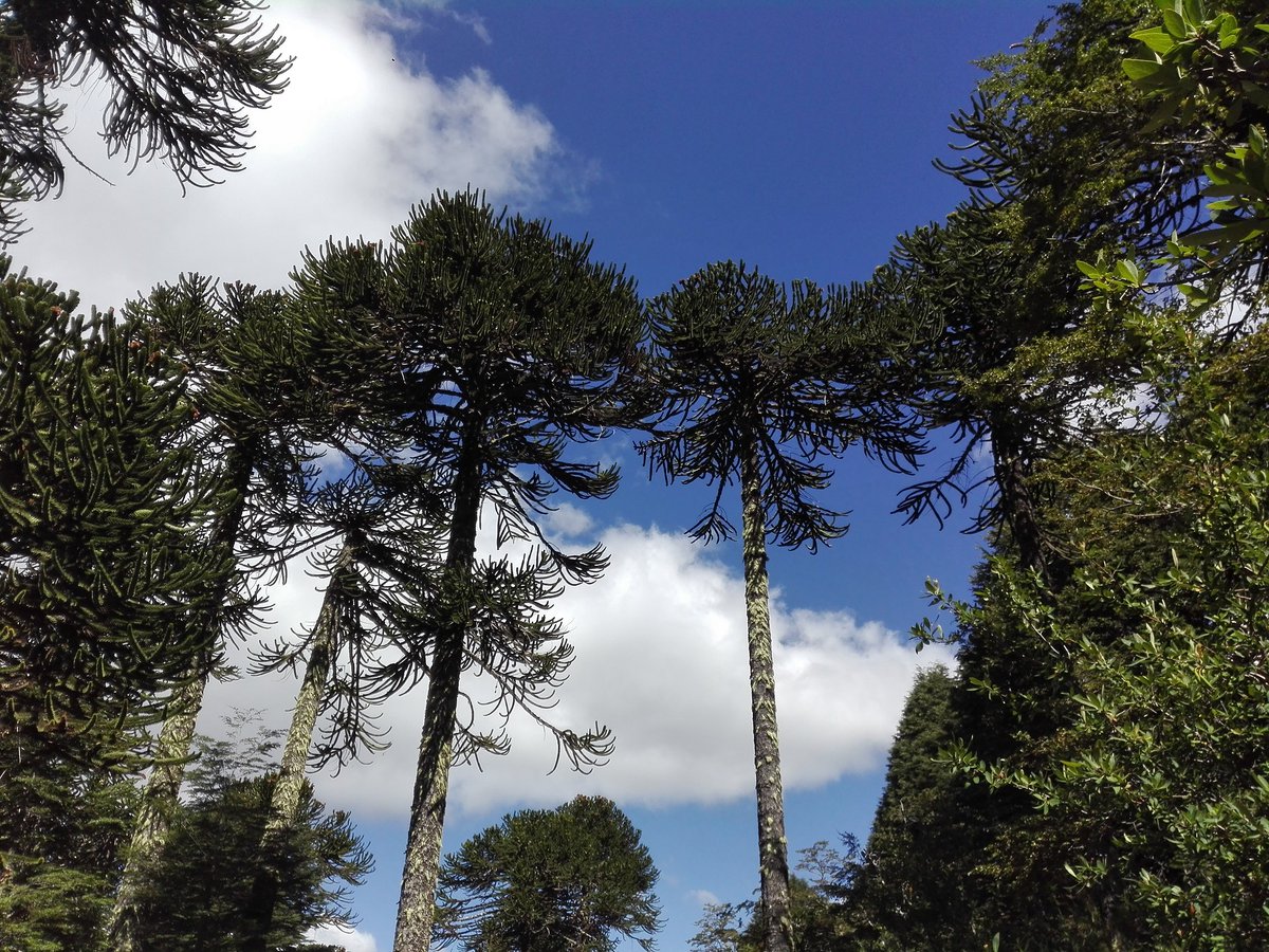 DatosdePucon's tweet photo. Hermosas #Araucarias que embellecen el paisaje.

https://t.co/bC5xHugFEl

Turismo en Pucón 
@turismoenpucon https://t.co/VPlP4HzHC2