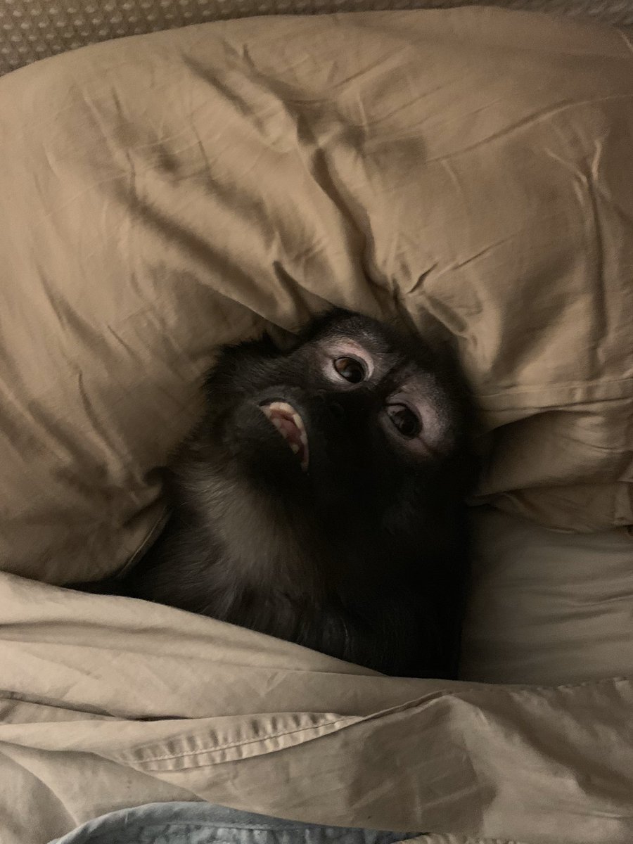 monkeyman51's tweet image. #PetsMakeaDifference