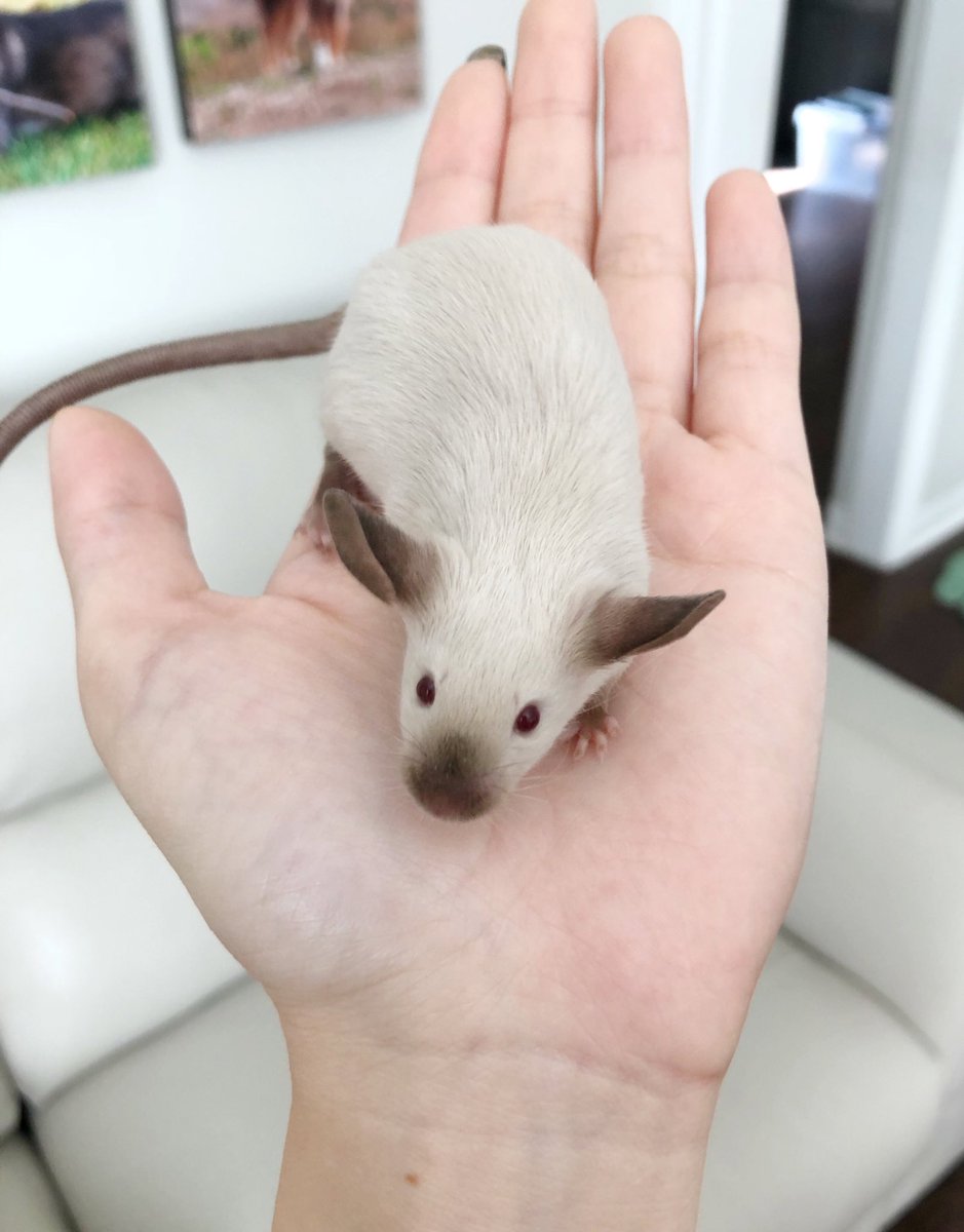 another cheeseboi in my hand
from last year, my 2 month old siamese mouse!