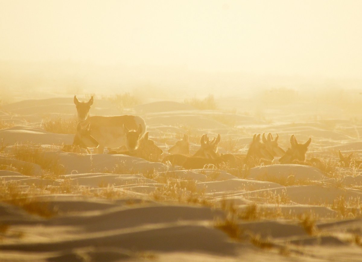foggy image of a herd of pronghorn laying in the snow