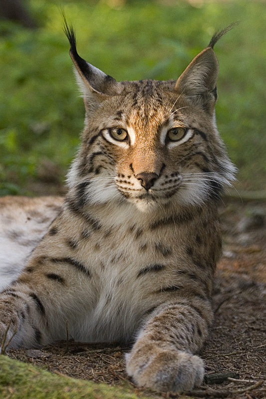 Head on shot of a Eurasian lynx laying out on dirt and grass. It has its head perked up and is staring toward the viewer with its amber-colored eyes. The lynx has orange and white fur with black markings. It has black tufts atop each ear and white whiskers on its snout. 
